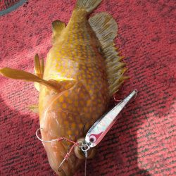 光生丸 釣果
