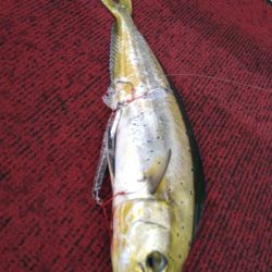 光生丸 釣果
