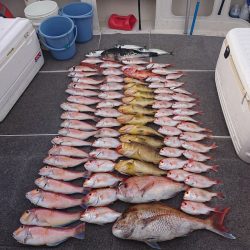 ARCADIAⅡ (アルカディアⅡ) 釣果