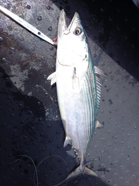 第二龍勢丸 釣果