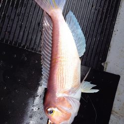 第二龍勢丸 釣果