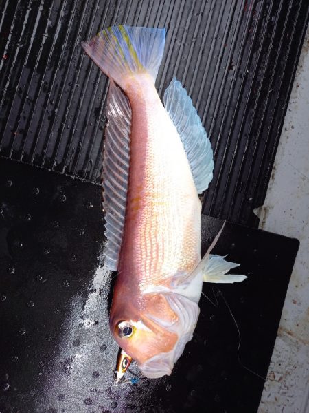 第二龍勢丸 釣果