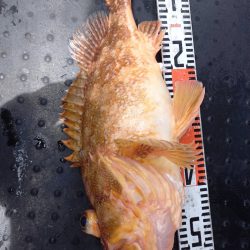 第二龍勢丸 釣果