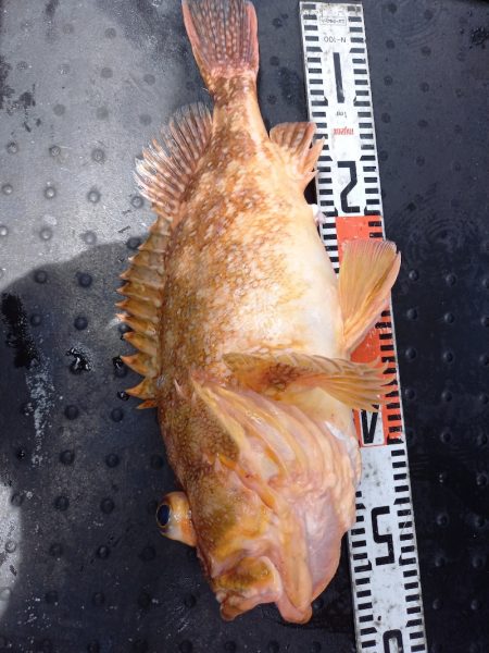 第二龍勢丸 釣果