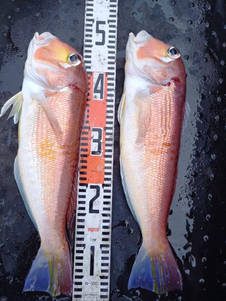 第二龍勢丸 釣果