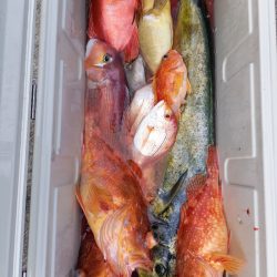 第二龍勢丸 釣果