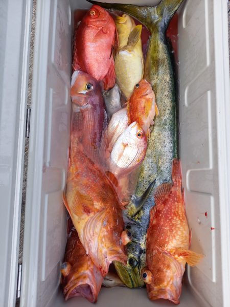 第二龍勢丸 釣果