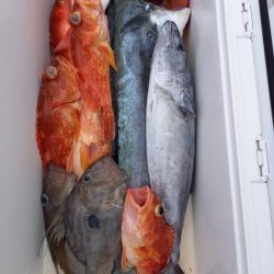 第二龍勢丸 釣果