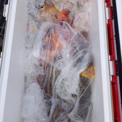 第二龍勢丸 釣果