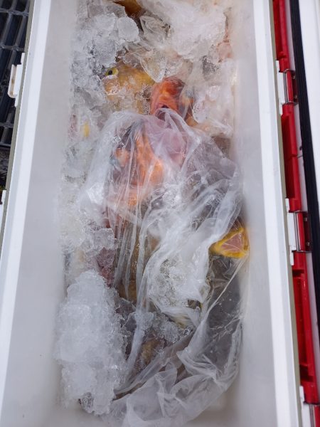 第二龍勢丸 釣果