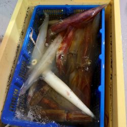 海龍丸（石川） 釣果