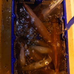 海龍丸（石川） 釣果