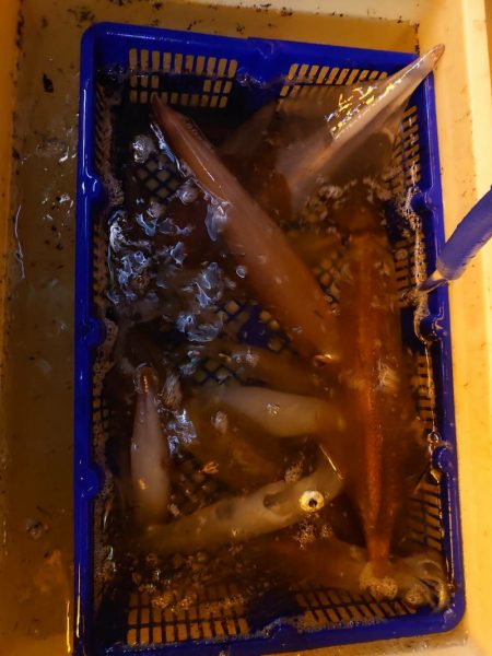 海龍丸（石川） 釣果