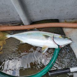 一華丸 釣果