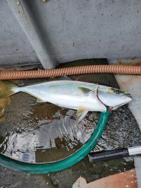 一華丸 釣果