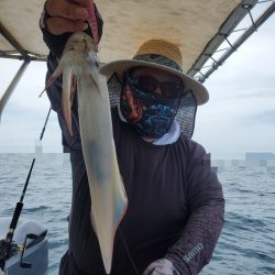 ソルトウォーターガイドフレンズ 釣果