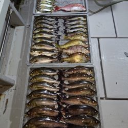 エンペラー 釣果