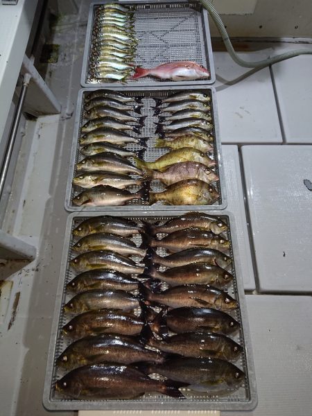 エンペラー 釣果