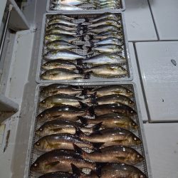 エンペラー 釣果