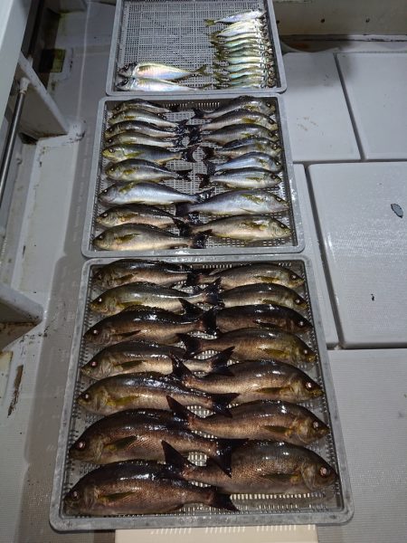 エンペラー 釣果