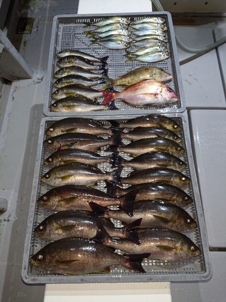 エンペラー 釣果