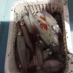 BlueNote Fishing Taxi 釣果