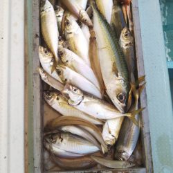 岡田釣船 八英丸 釣果