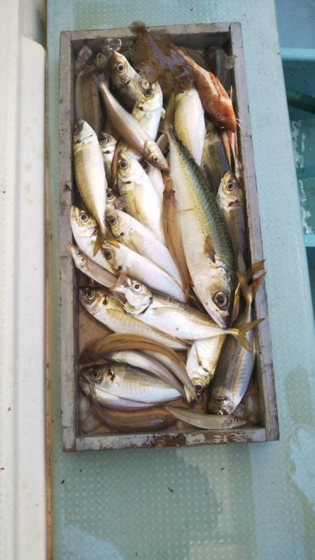 岡田釣船 八英丸 釣果