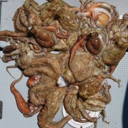 遊漁船 家入 釣果