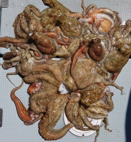 遊漁船　家入 釣果