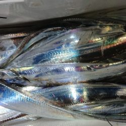 シースナイパー海龍 釣果