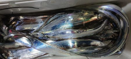 シースナイパー海龍 釣果