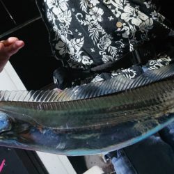 シースナイパー海龍 釣果