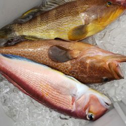 海龍丸(石川) 釣果