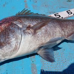 シースナイパー海龍 釣果