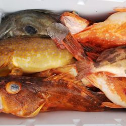 第二龍勢丸 釣果