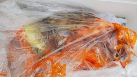 第二龍勢丸 釣果