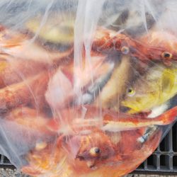 第二龍勢丸 釣果