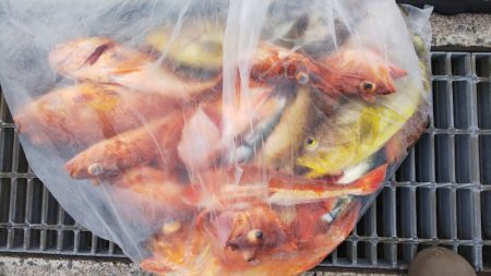 第二龍勢丸 釣果