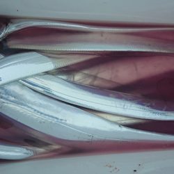 シースナイパー海龍 釣果