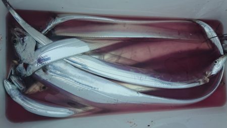 シースナイパー海龍 釣果