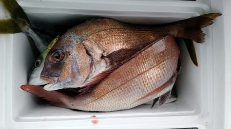 小島丸 釣果