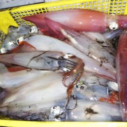 第二龍勢丸 釣果