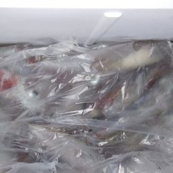 第二龍勢丸 釣果