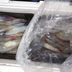 第二龍勢丸 釣果