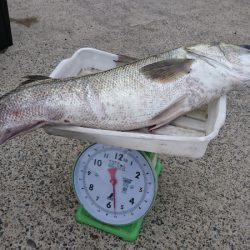 第三共栄丸 釣果