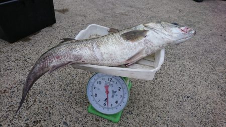 第三共栄丸 釣果