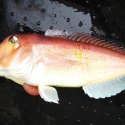 第二龍勢丸 釣果