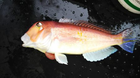 第二龍勢丸 釣果