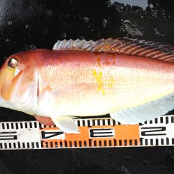 第二龍勢丸 釣果